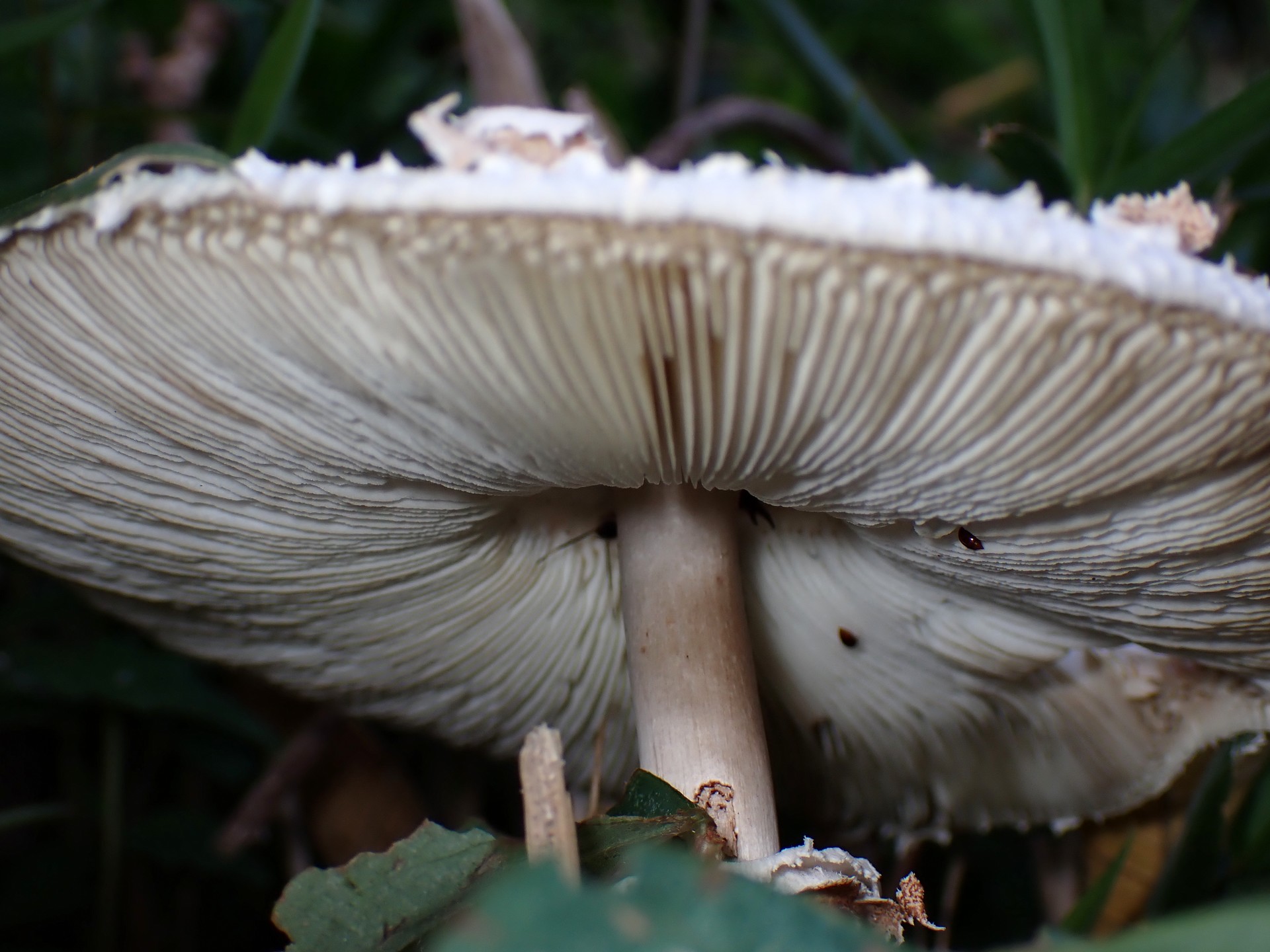 オオシロカラカサタケ の高画質写真です。横浜市で、2025年7月22日に撮影したものです。