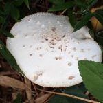 オオシロカラカサタケ の高画質写真です。横浜市で、2025年7月22日に撮影したものです。