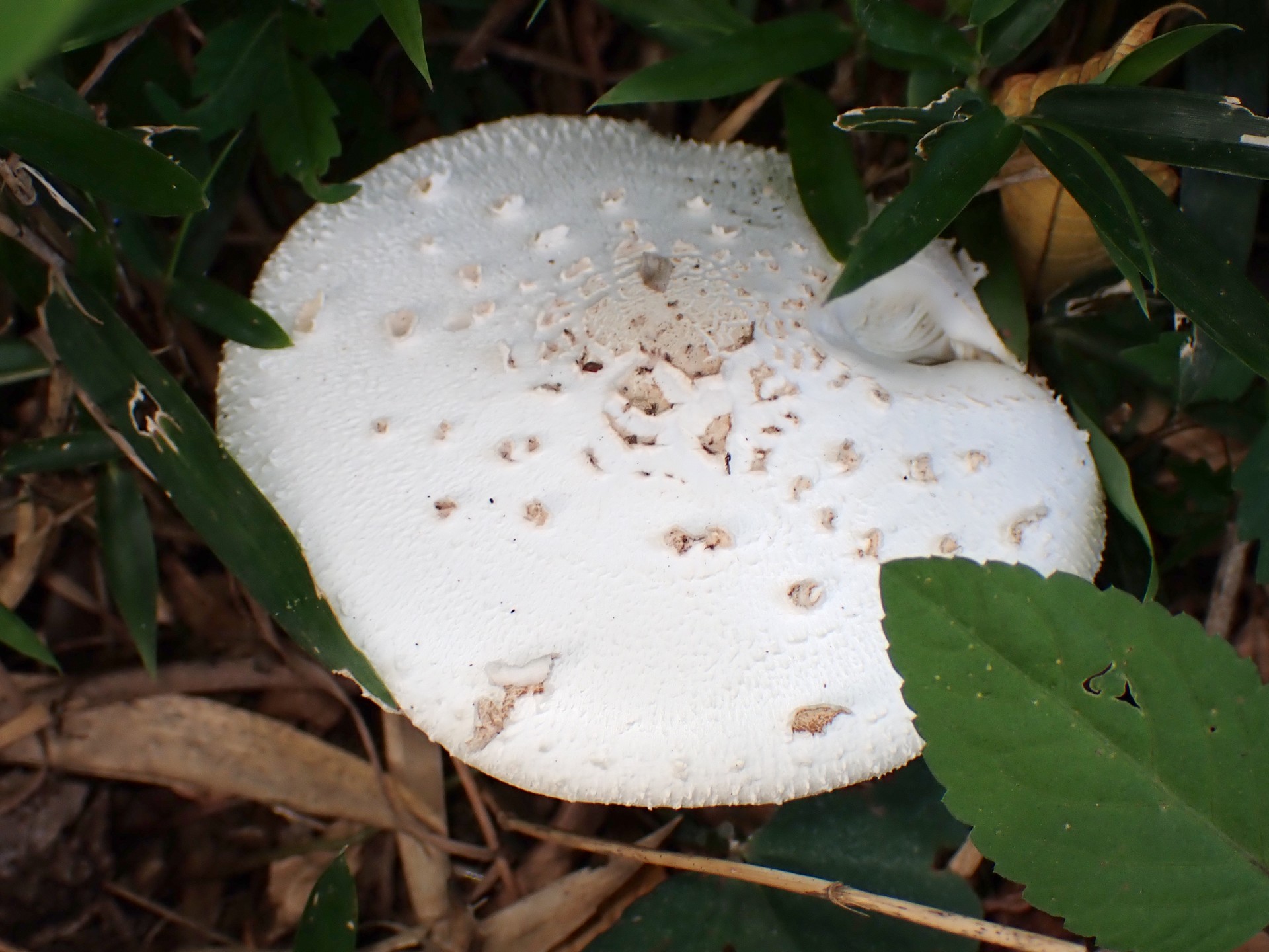 オオシロカラカサタケ の高画質写真です。横浜市で、2025年7月22日に撮影したものです。