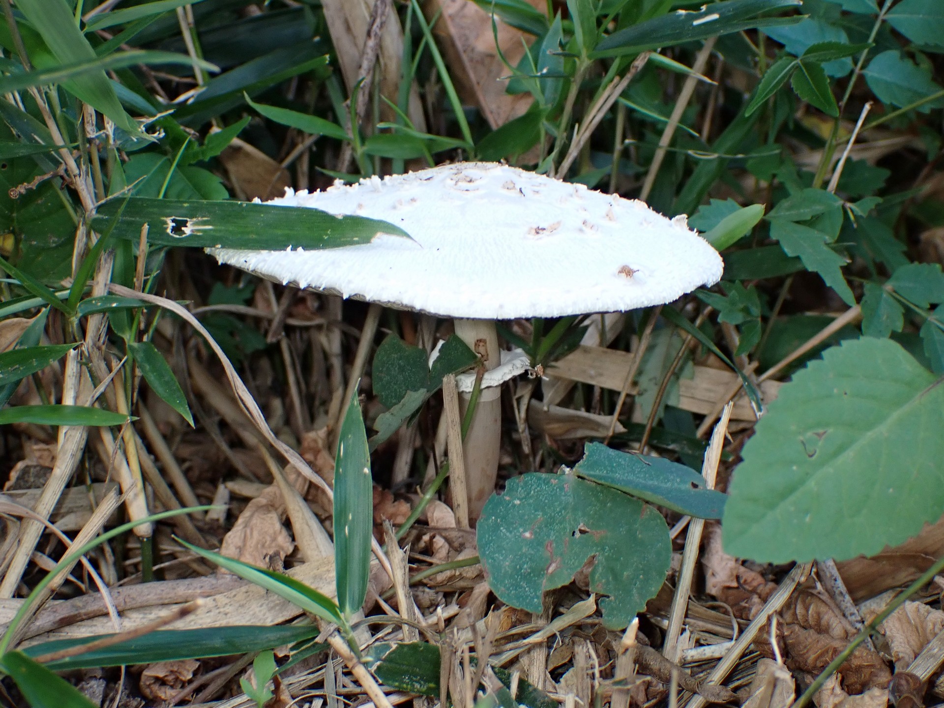 オオシロカラカサタケ の高画質写真です。横浜市で、2025年7月22日に撮影したものです。