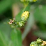 オトギリソウ の高画質写真です。横浜市で、2025年7月13日に撮影したものです。