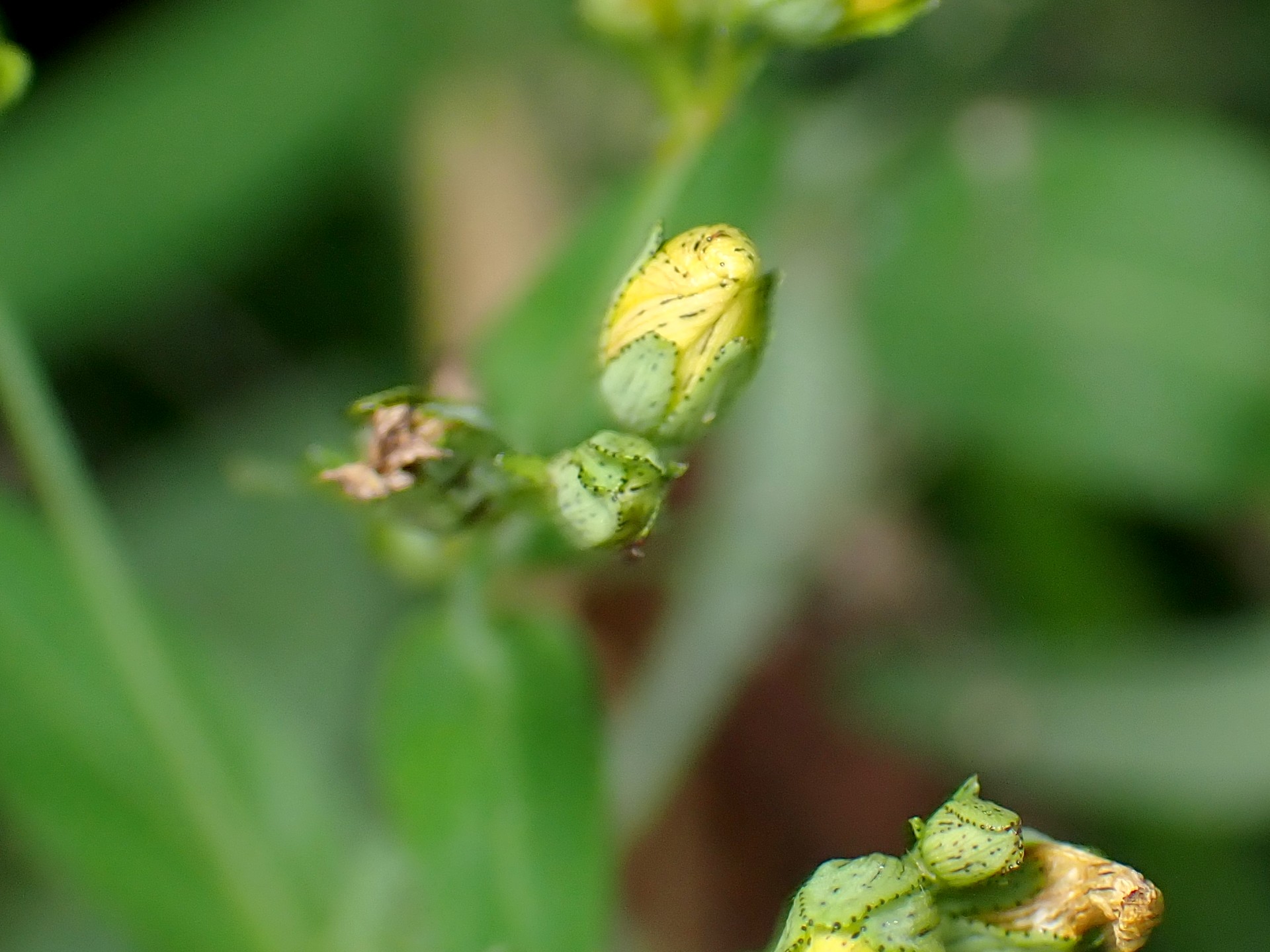 オトギリソウ の高画質写真です。横浜市で、2025年7月13日に撮影したものです。