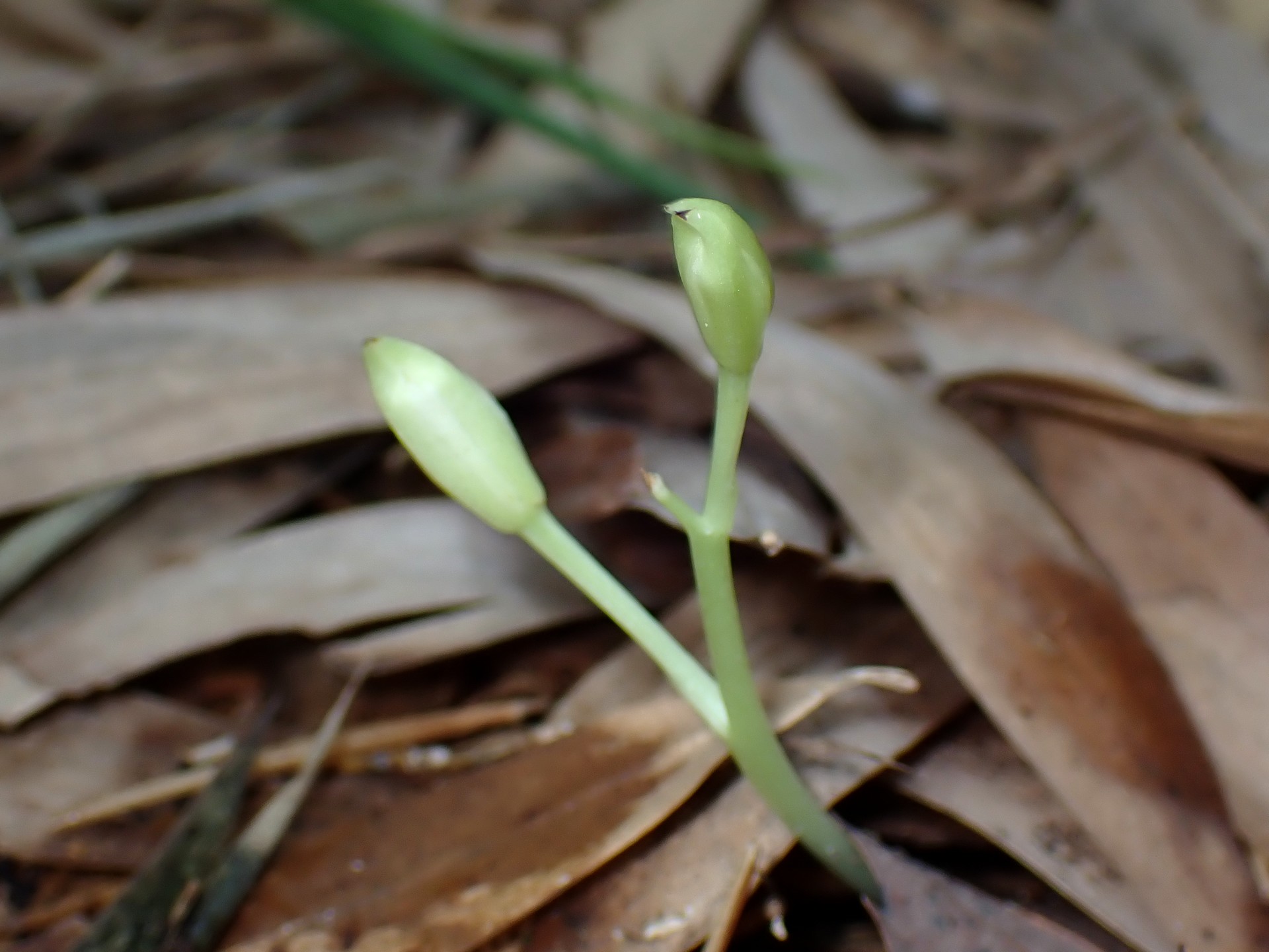 サガミラン の高画質写真です。横浜市で、2025年7月17日に撮影したものです。