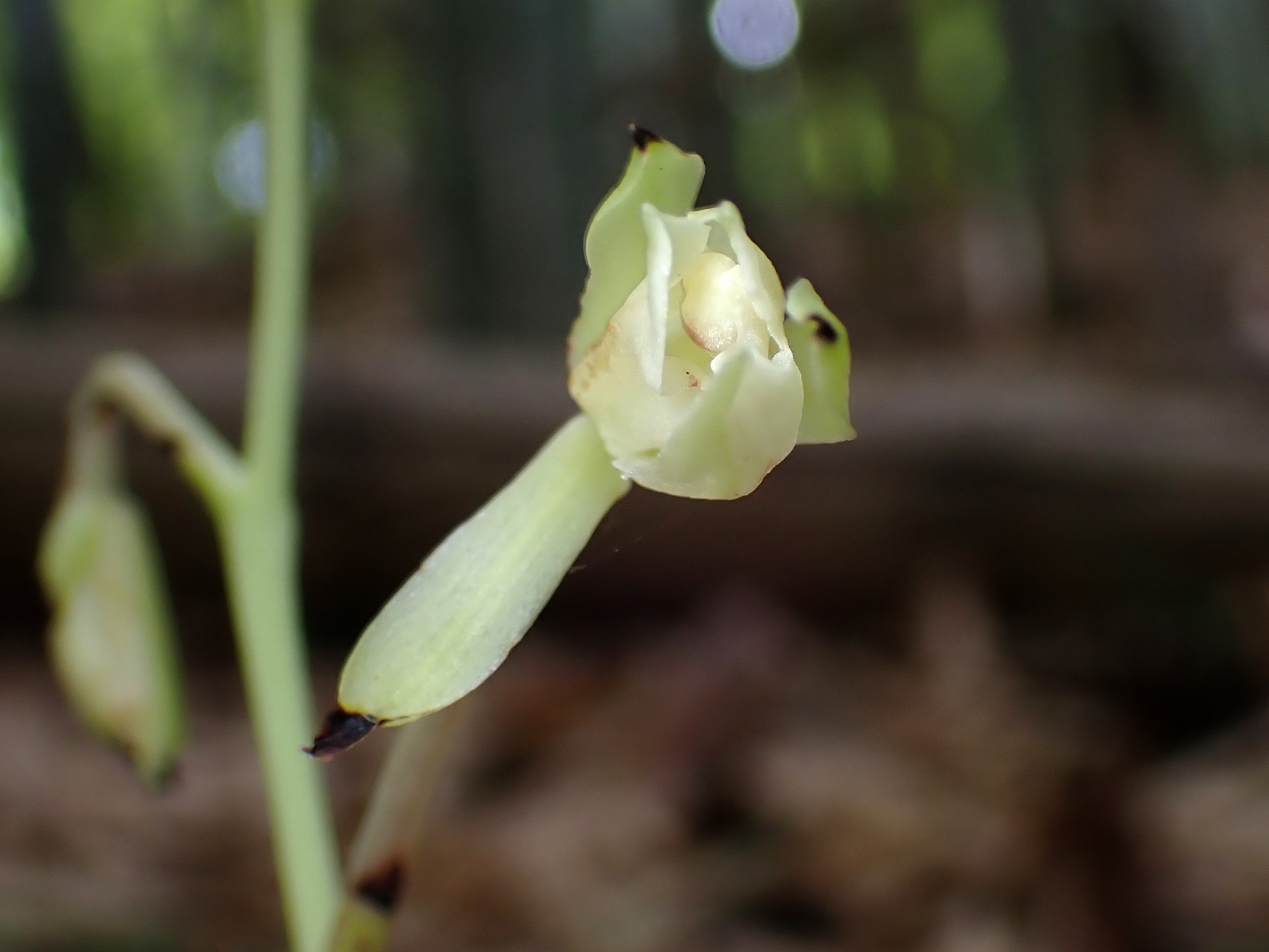 サガミラン の高画質写真です。横浜市で、2025年7月17日に撮影したものです。