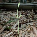 サガミラン の高画質写真です。横浜市で、2025年7月17日に撮影したものです。