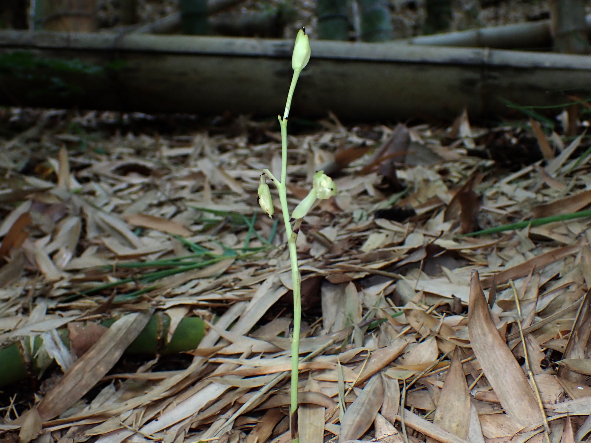 サガミラン の高画質写真です。横浜市で、2025年7月17日に撮影したものです。