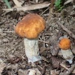 白い柄 イグチの仲間 の高画質写真です。横浜市で、2025年7月22日に撮影したものです。