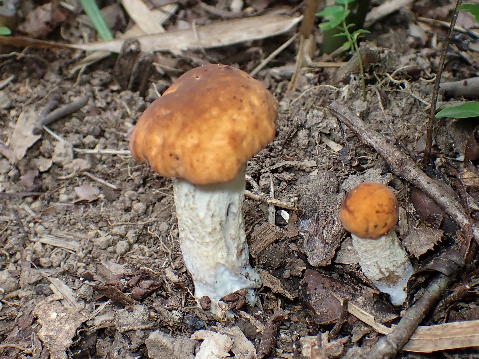 白い柄 イグチの仲間 の高画質写真です。横浜市で、2025年7月22日に撮影したものです。