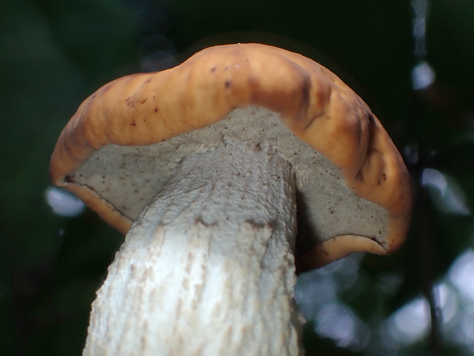 白い柄 イグチの仲間 の高画質写真です。横浜市で、2025年7月22日に撮影したものです。