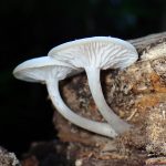 白い小きのこ の高画質写真です。横浜市で、2025年7月21日に撮影したものです。