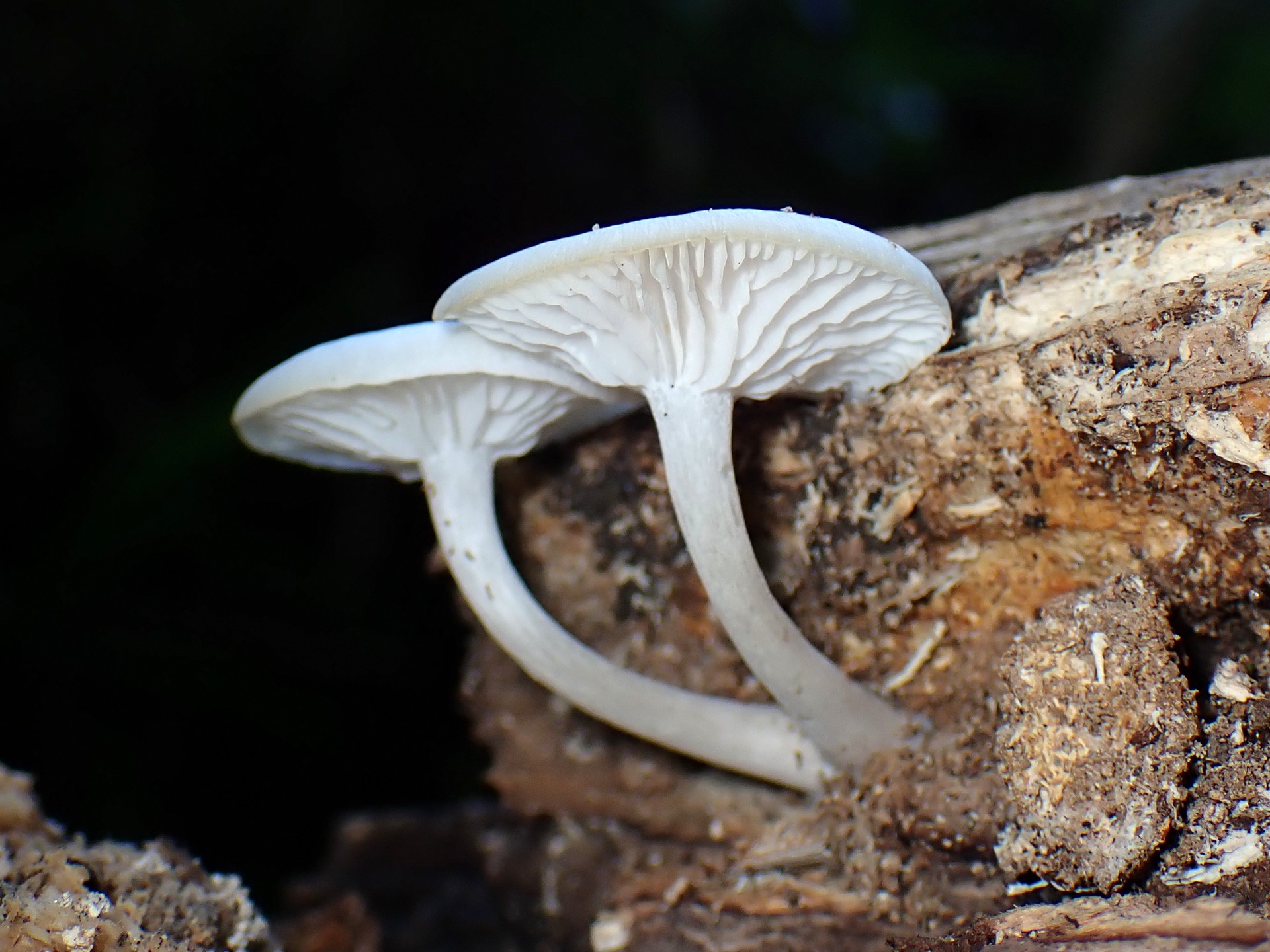 白い小きのこ の高画質写真です。横浜市で、2025年7月21日に撮影したものです。