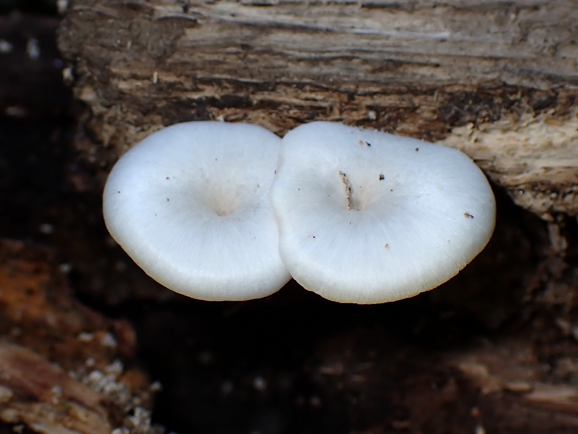 白い小きのこ の高画質写真です。横浜市で、2025年7月21日に撮影したものです。