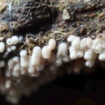 白いウツボホコリの仲間 の高画質写真です。横浜市で、2025年7月3日に撮影したものです。