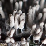 シロウツボホコリ の高画質写真です。横浜市で、2025年7月3日に撮影したものです。