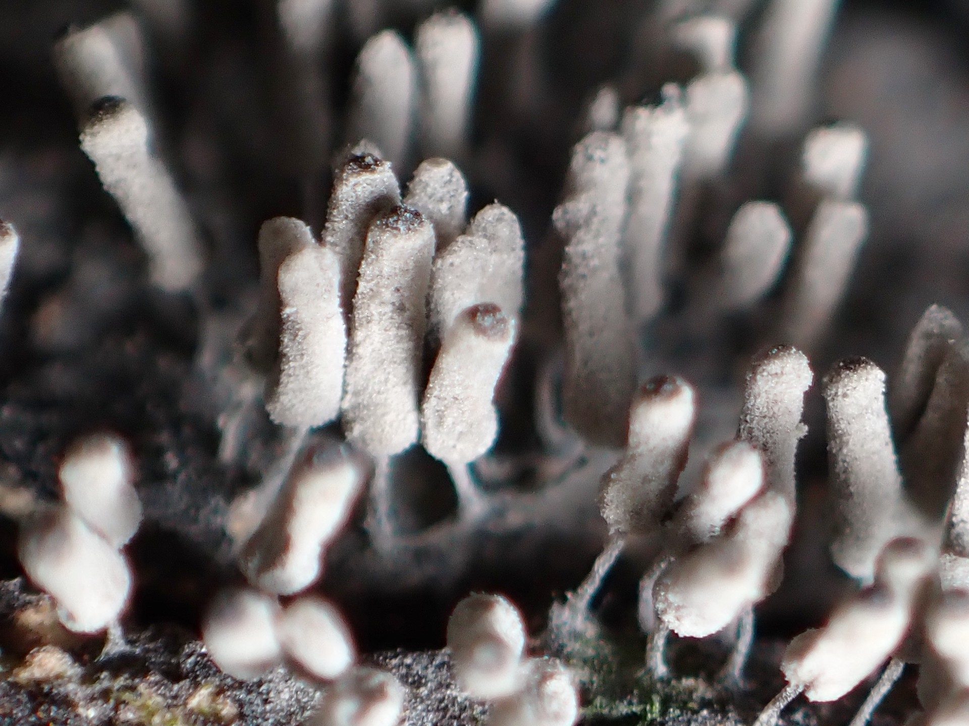 シロウツボホコリ の高画質写真です。横浜市で、2025年7月3日に撮影したものです。