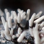 シロウツボホコリ の高画質写真です。横浜市で、2025年7月4日に撮影したものです。