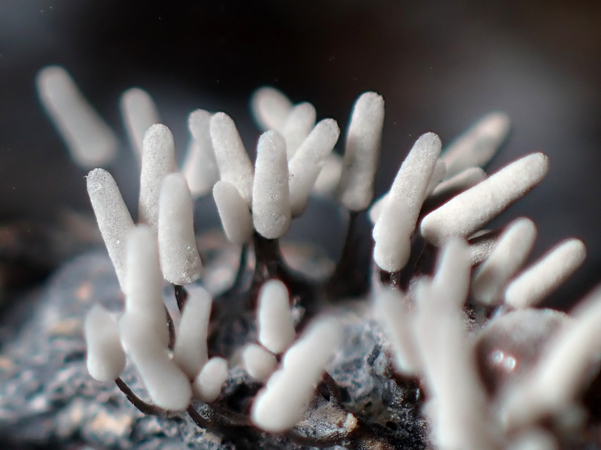 シロウツボホコリ の高画質写真です。横浜市で、2025年7月4日に撮影したものです。