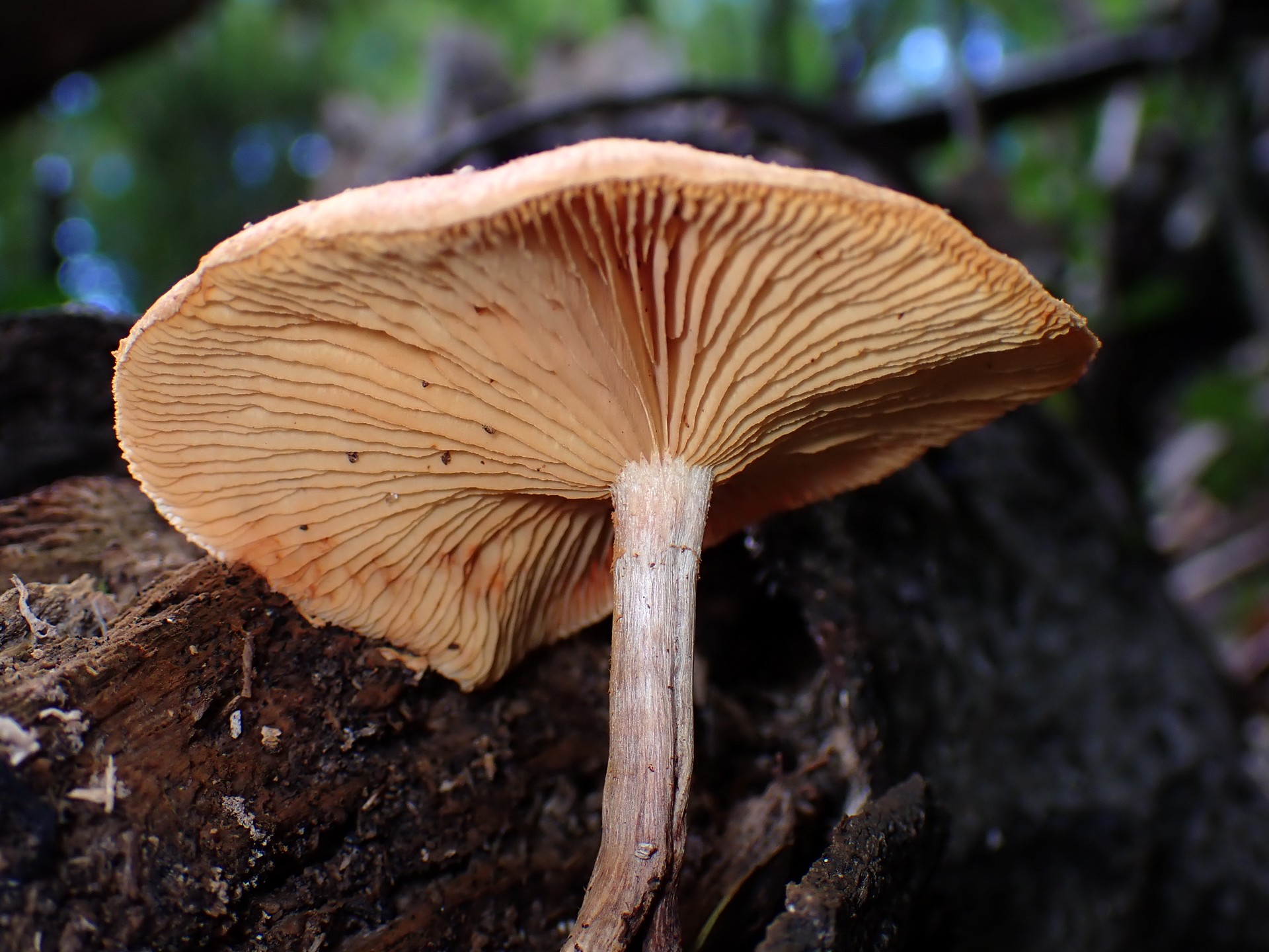 杉模様のきのこ の高画質写真です。横浜市で、2025年7月22日に撮影したものです。