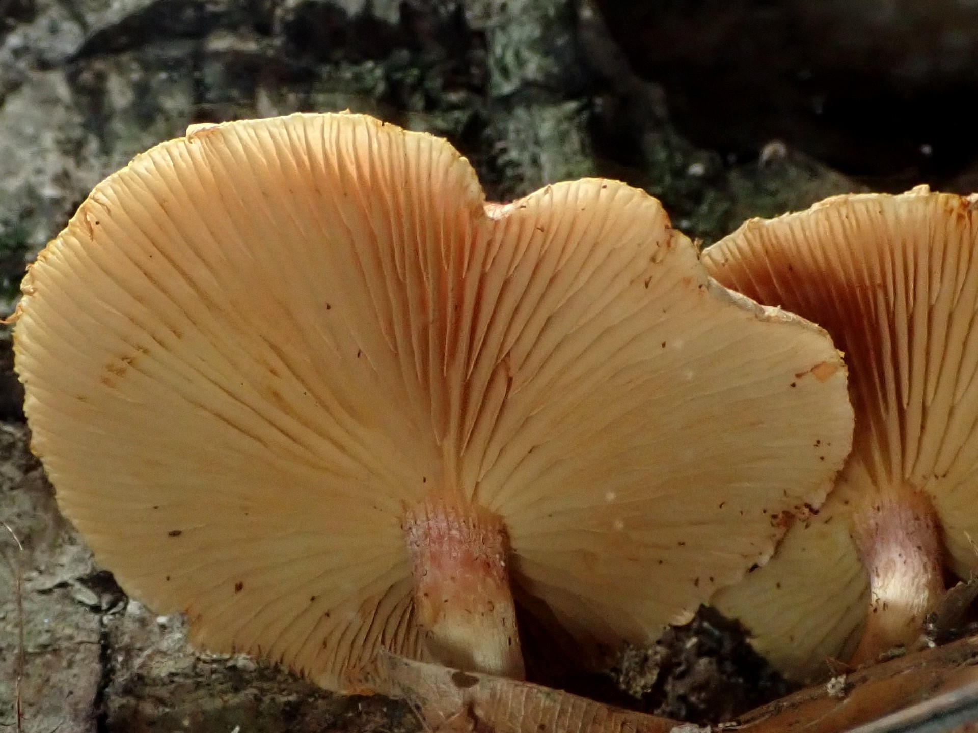 杉模様のきのこ の高画質写真です。横浜市で、2025年7月23日に撮影したものです。