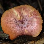 杉模様のきのこ の高画質写真です。横浜市で、2025年7月22日に撮影したものです。