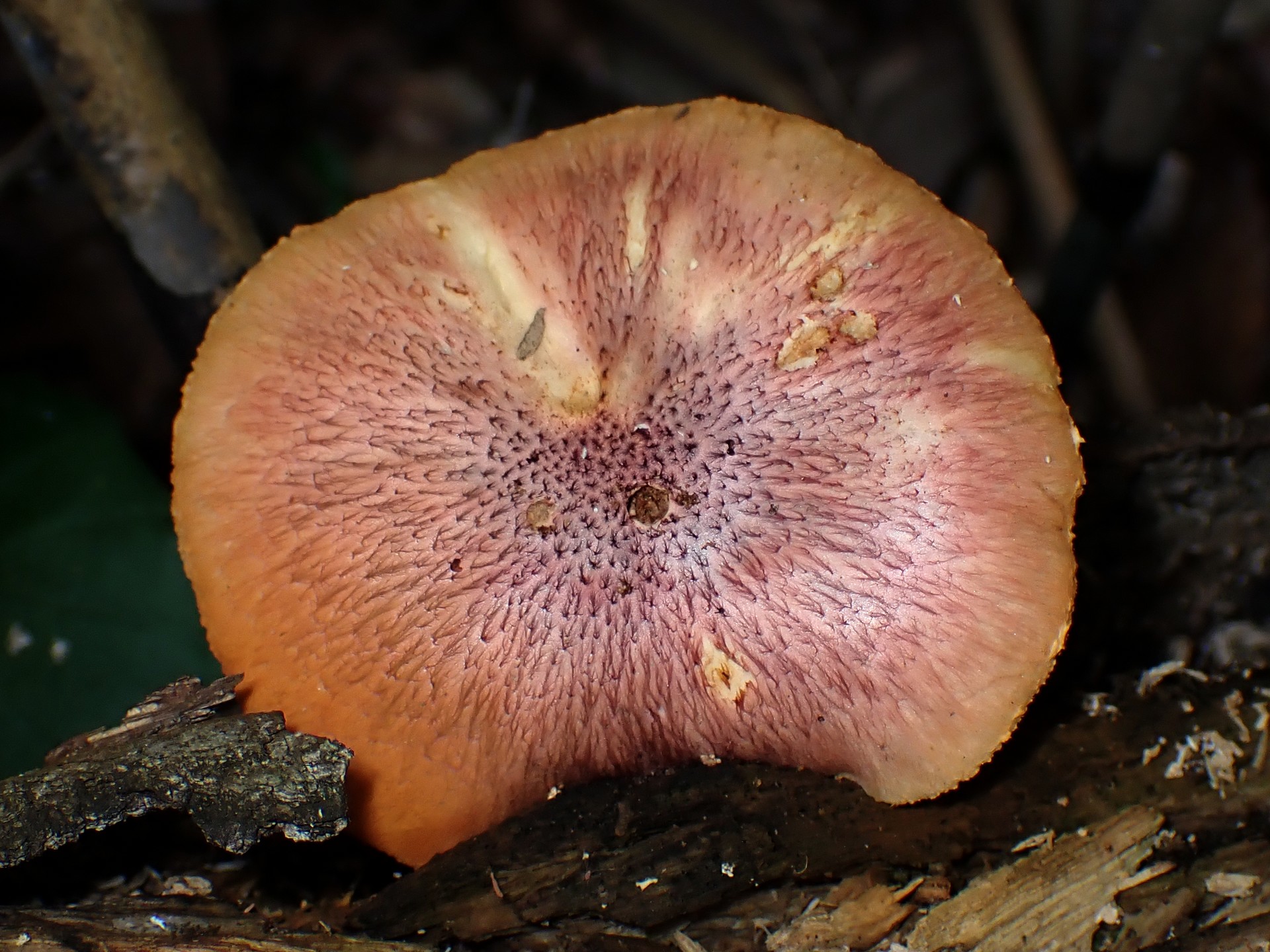 杉模様のきのこ の高画質写真です。横浜市で、2025年7月22日に撮影したものです。