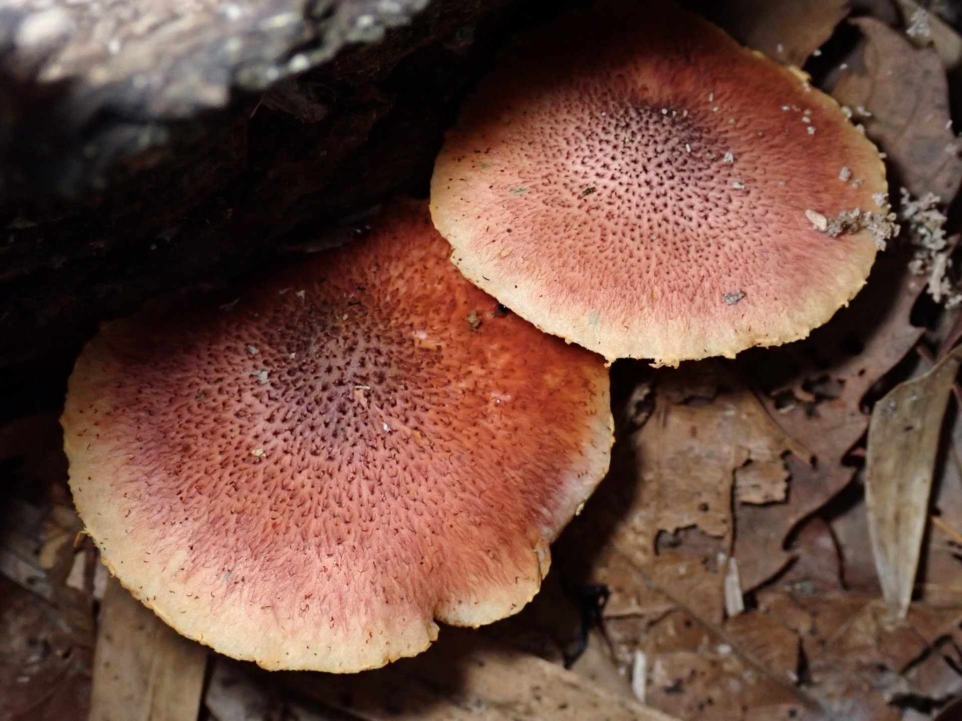 杉模様のきのこ の高画質写真です。横浜市で、2025年7月23日に撮影したものです。