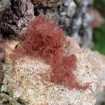 タレウツボホコリ の高画質写真です。横浜市で、2025年7月17日に撮影したものです。