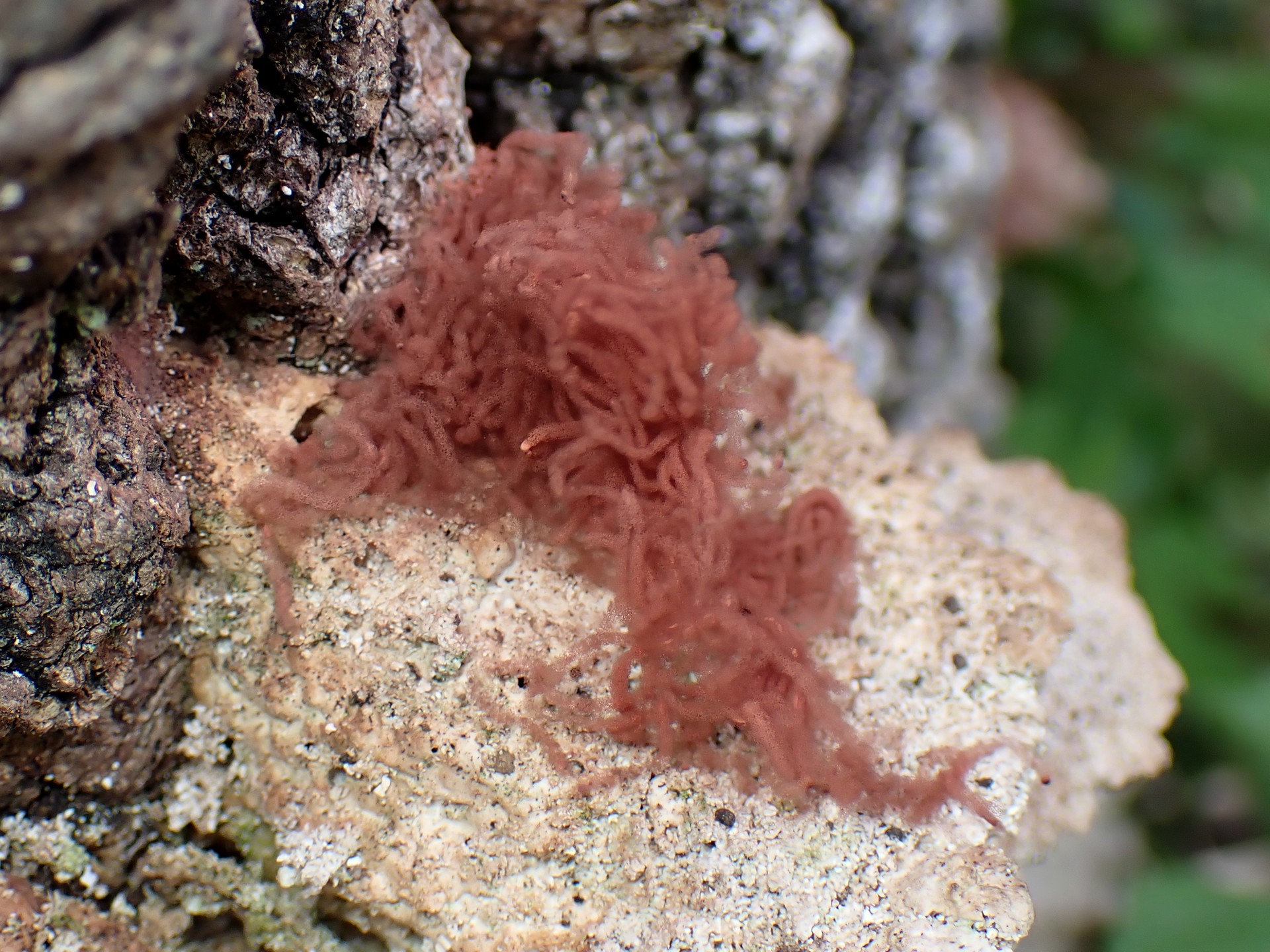 タレウツボホコリ の高画質写真です。横浜市で、2025年7月17日に撮影したものです。