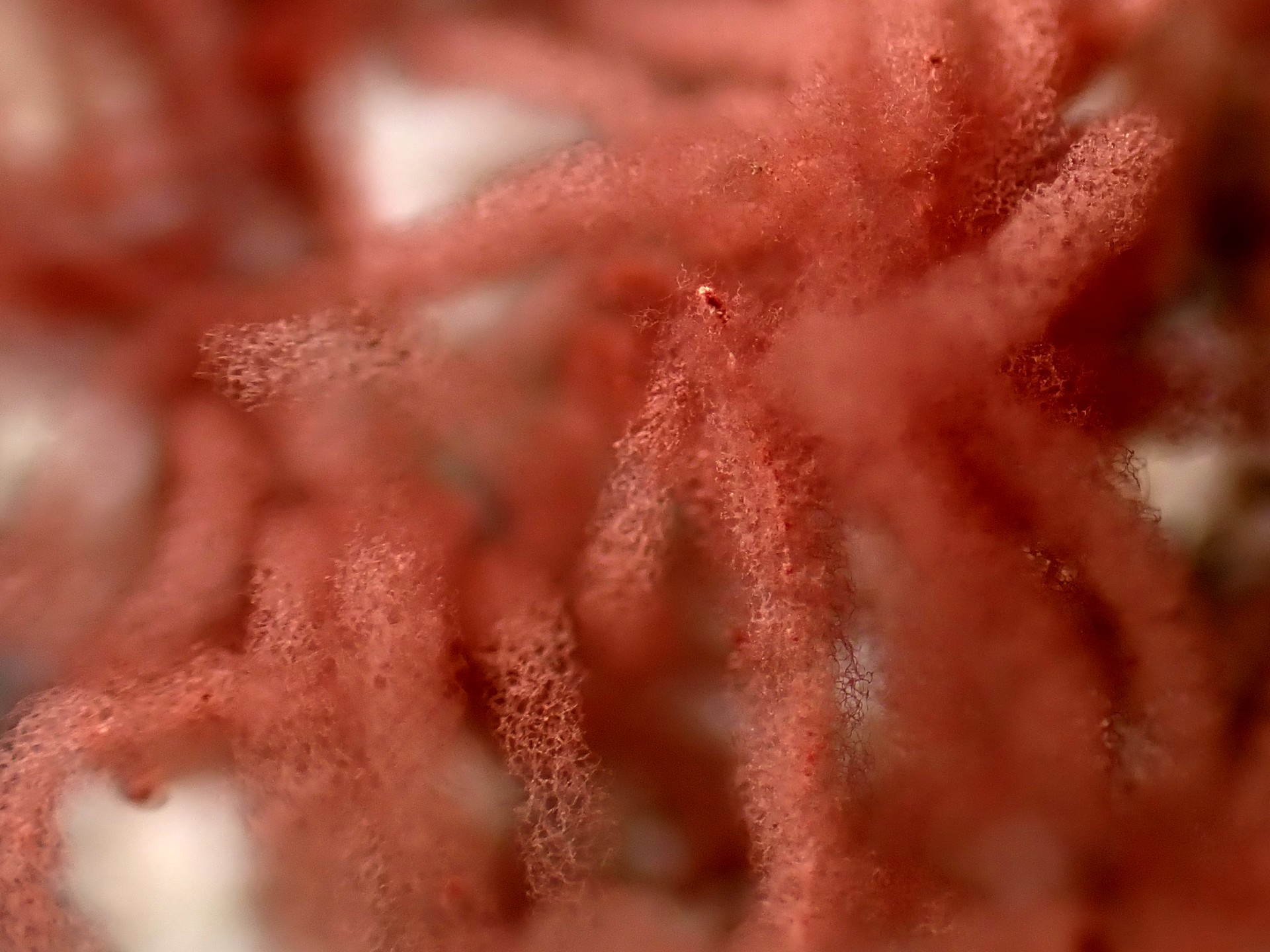 タレウツボホコリ の高画質写真です。横浜市で、2025年7月17日に撮影したものです。