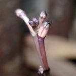 トサノクロムヨウラン の高画質写真です。横浜市で、2025年7月8日に撮影したものです。