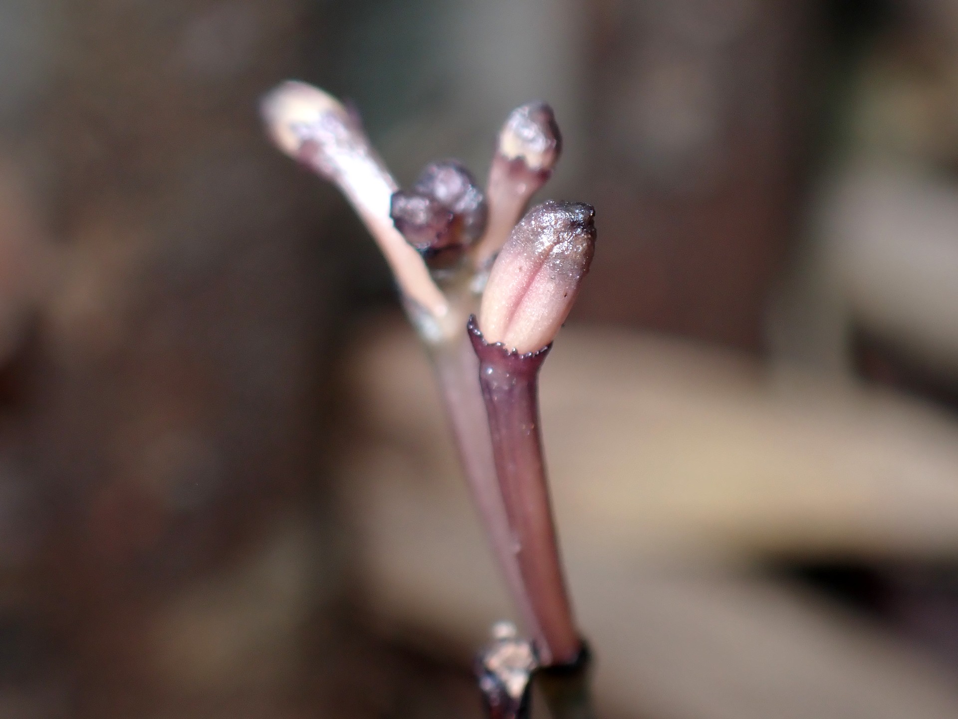 トサノクロムヨウラン の高画質写真です。横浜市で、2025年7月8日に撮影したものです。