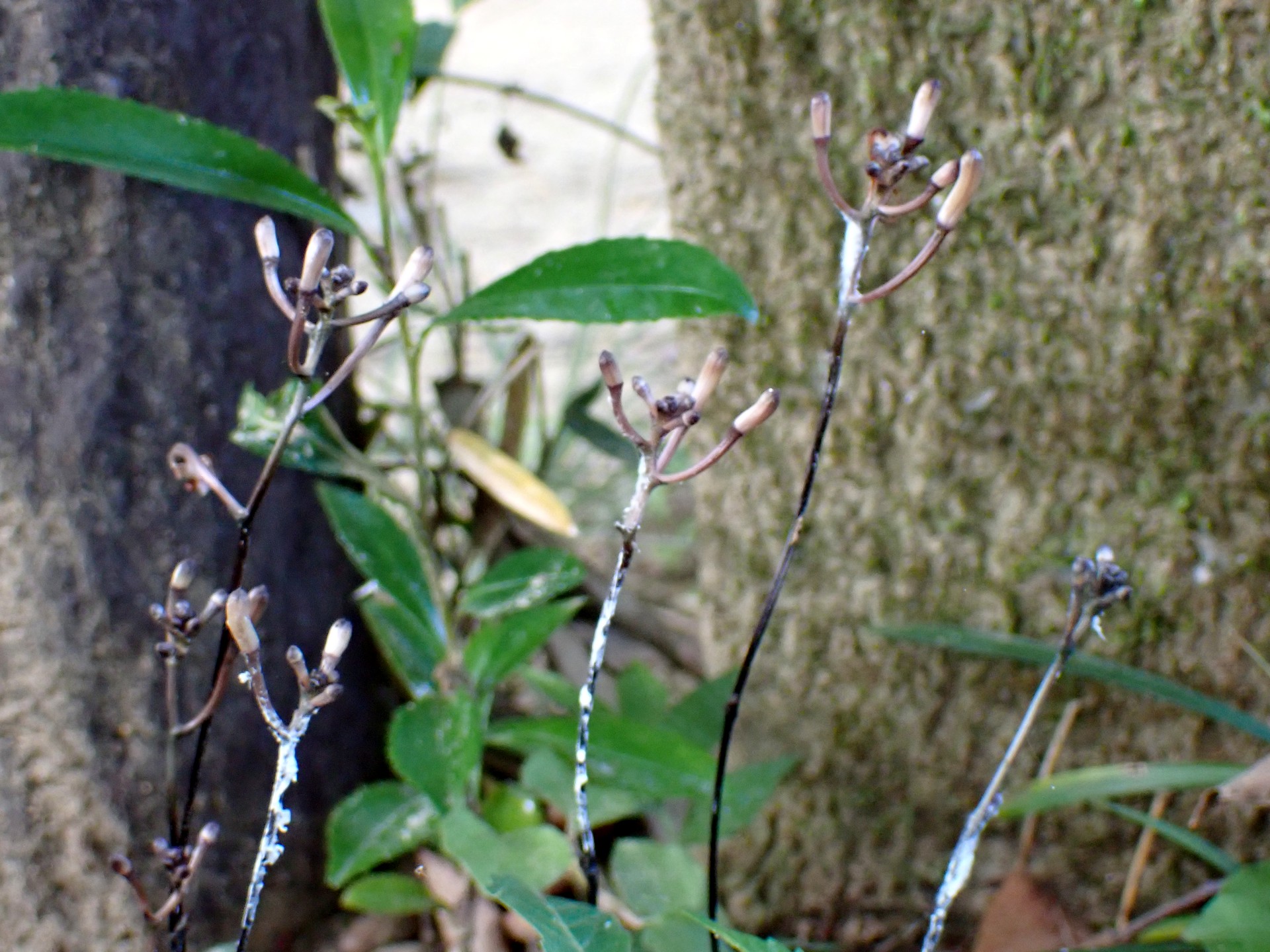 トサノクロムヨウラン の高画質写真です。横浜市で、2025年7月10日に撮影したものです。