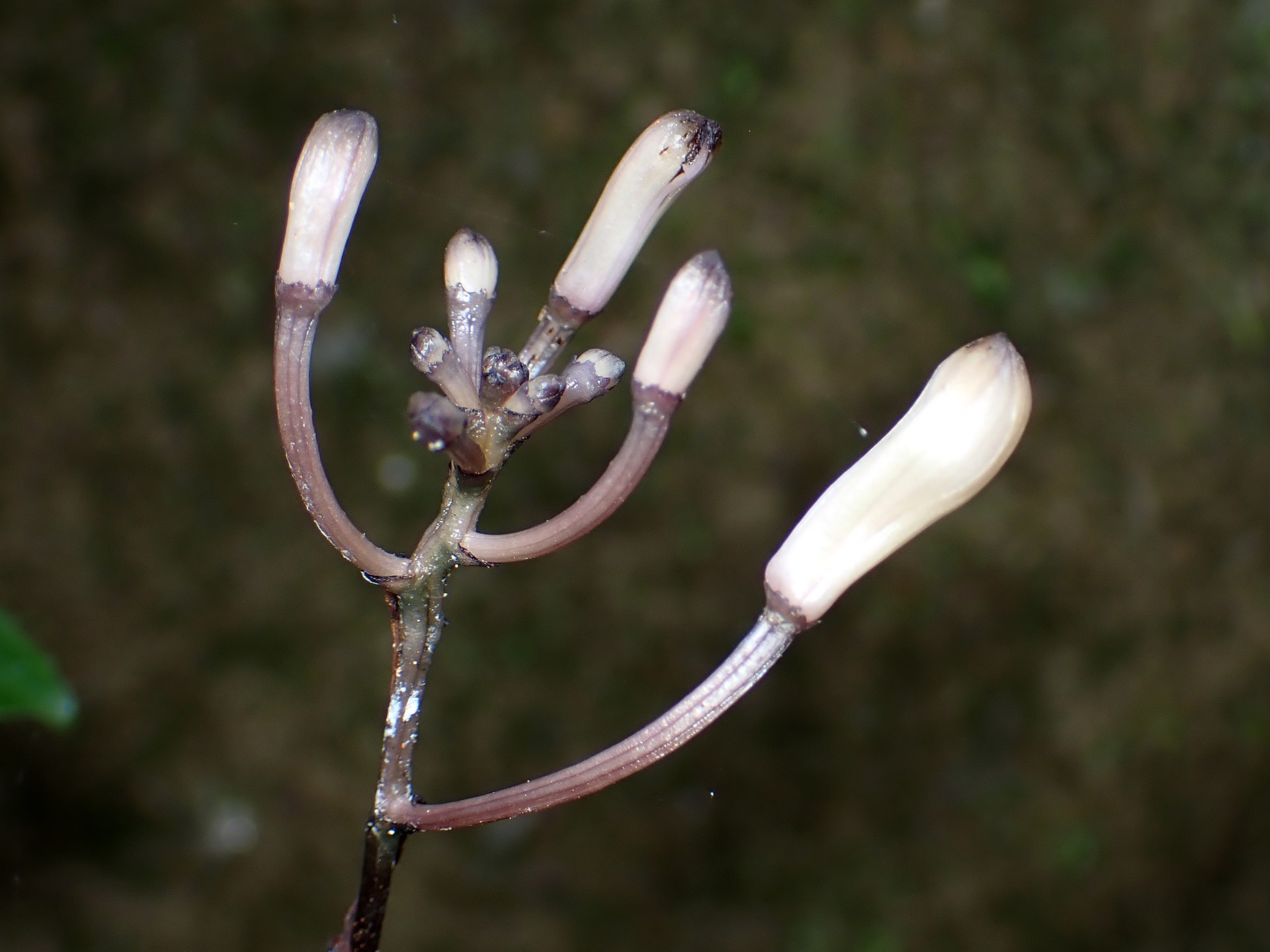 トサノクロムヨウラン の高画質写真です。横浜市で、2025年7月12日に撮影したものです。