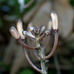 トサノクロムヨウラン の高画質写真です。横浜市で、2025年7月10日に撮影したものです。