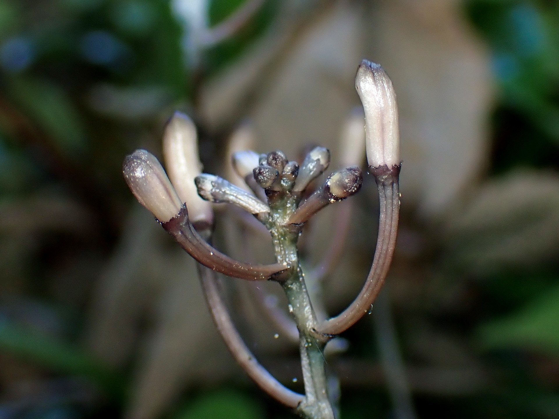 トサノクロムヨウラン の高画質写真です。横浜市で、2025年7月10日に撮影したものです。