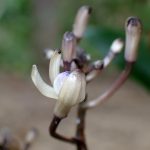 トサノクロムヨウラン の高画質写真です。横浜市で、2025年7月12日に撮影したものです。