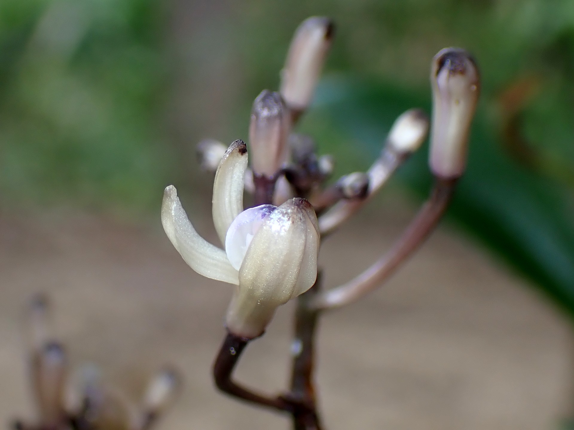 トサノクロムヨウラン の高画質写真です。横浜市で、2025年7月12日に撮影したものです。