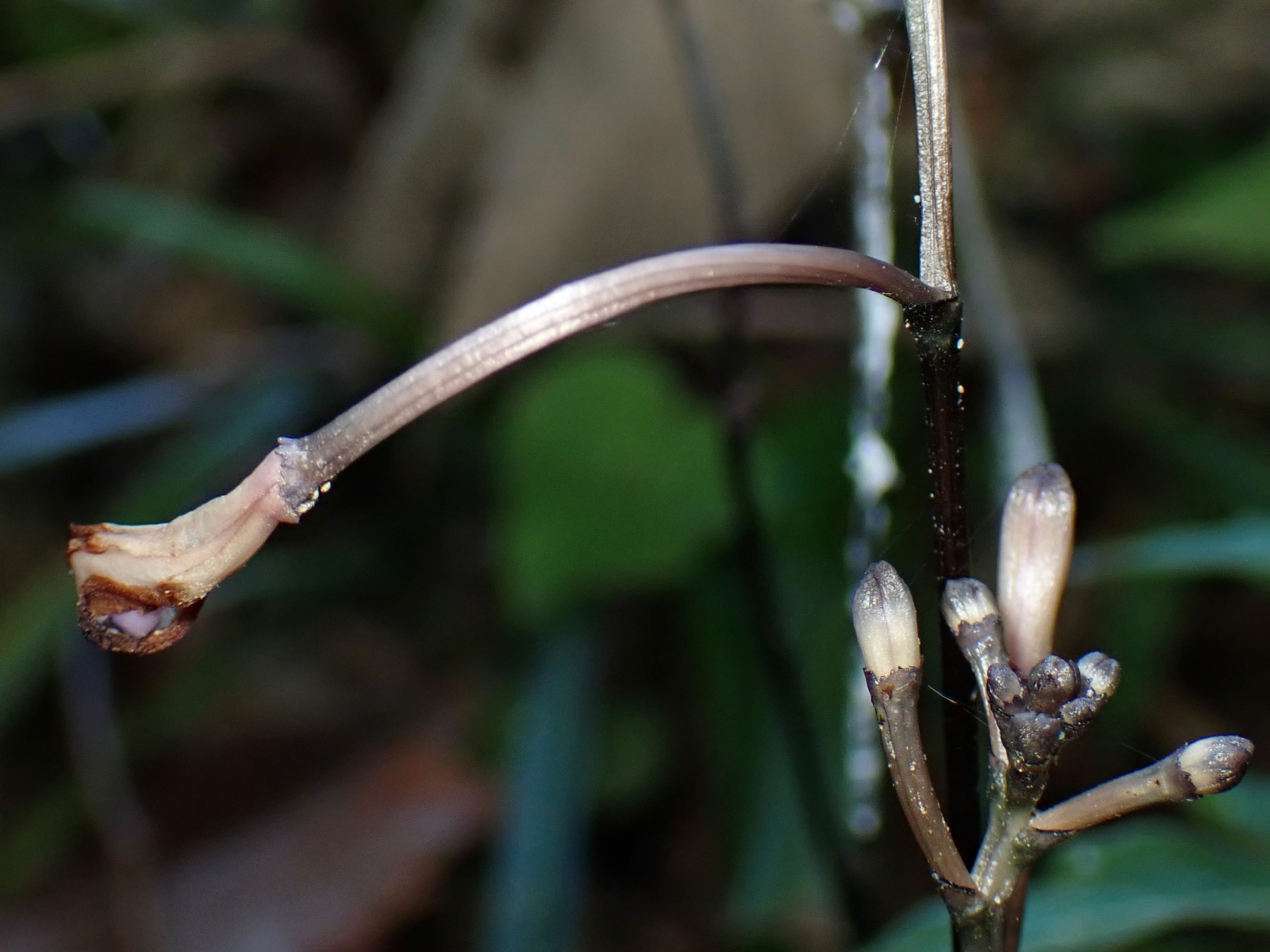 トサノクロムヨウラン の高画質写真です。横浜市で、2025年7月10日に撮影したものです。