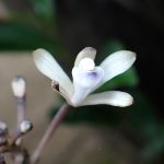 トサノクロムヨウラン の高画質写真です。横浜市で、2025年7月13日に撮影したものです。