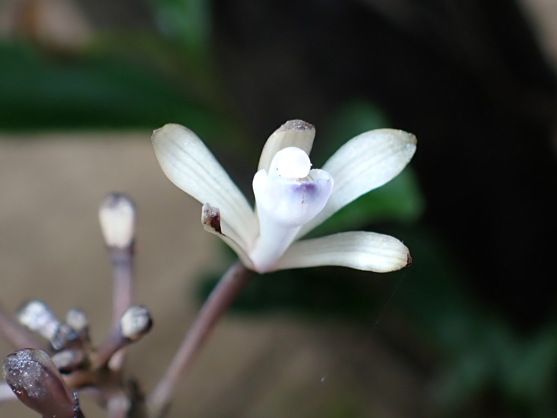 トサノクロムヨウラン の高画質写真です。横浜市で、2025年7月13日に撮影したものです。