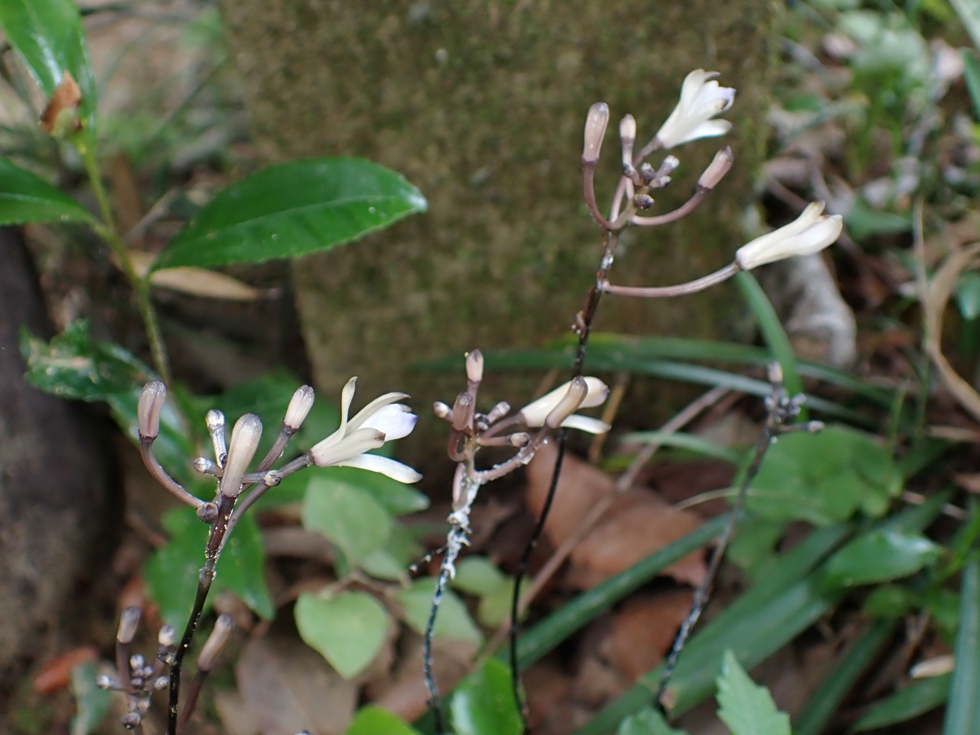 トサノクロムヨウラン の高画質写真です。横浜市で、2025年7月13日に撮影したものです。