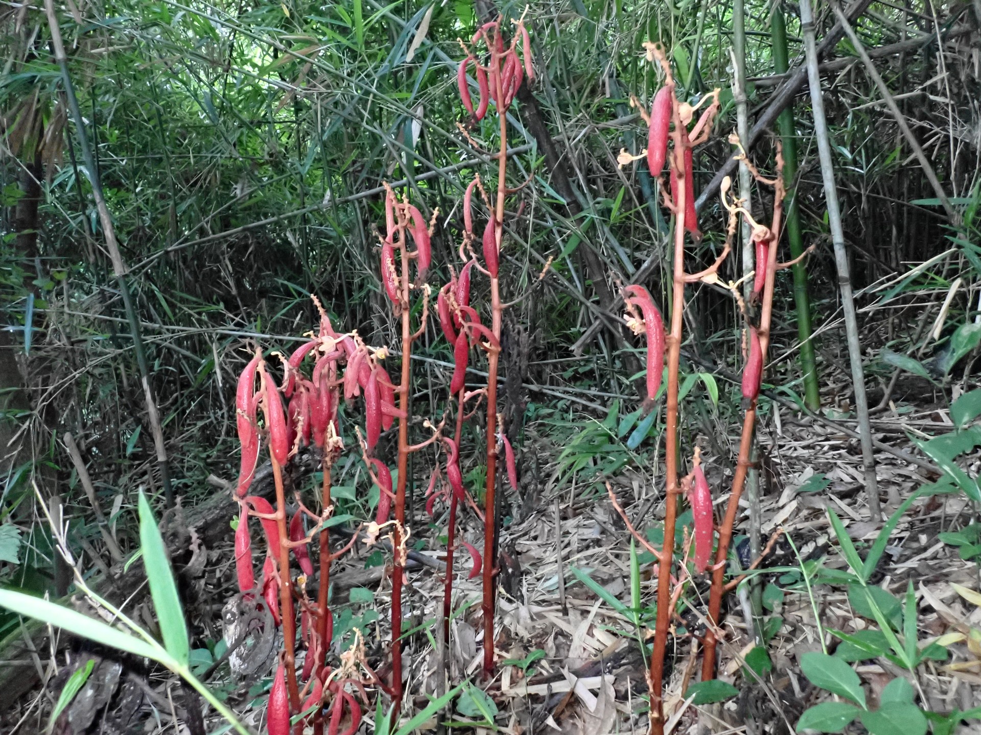 ツチアケビ の高画質写真です。横浜市で、2025年7月8日に撮影したものです。