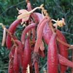 ツチアケビ の高画質写真です。横浜市で、2025年7月8日に撮影したものです。