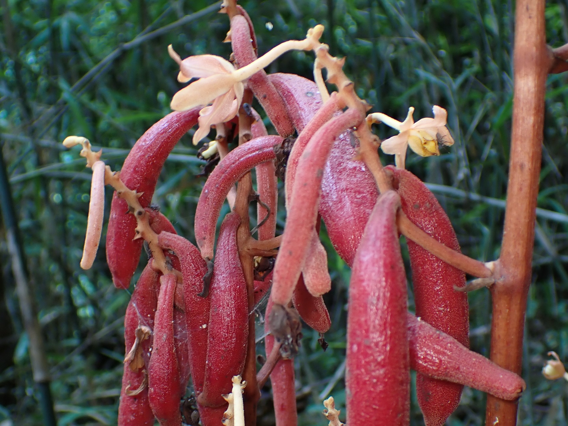 ツチアケビ の高画質写真です。横浜市で、2025年7月8日に撮影したものです。