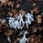 ツノホコリ の高画質写真です。横浜市で、2025年7月3日に撮影したものです。