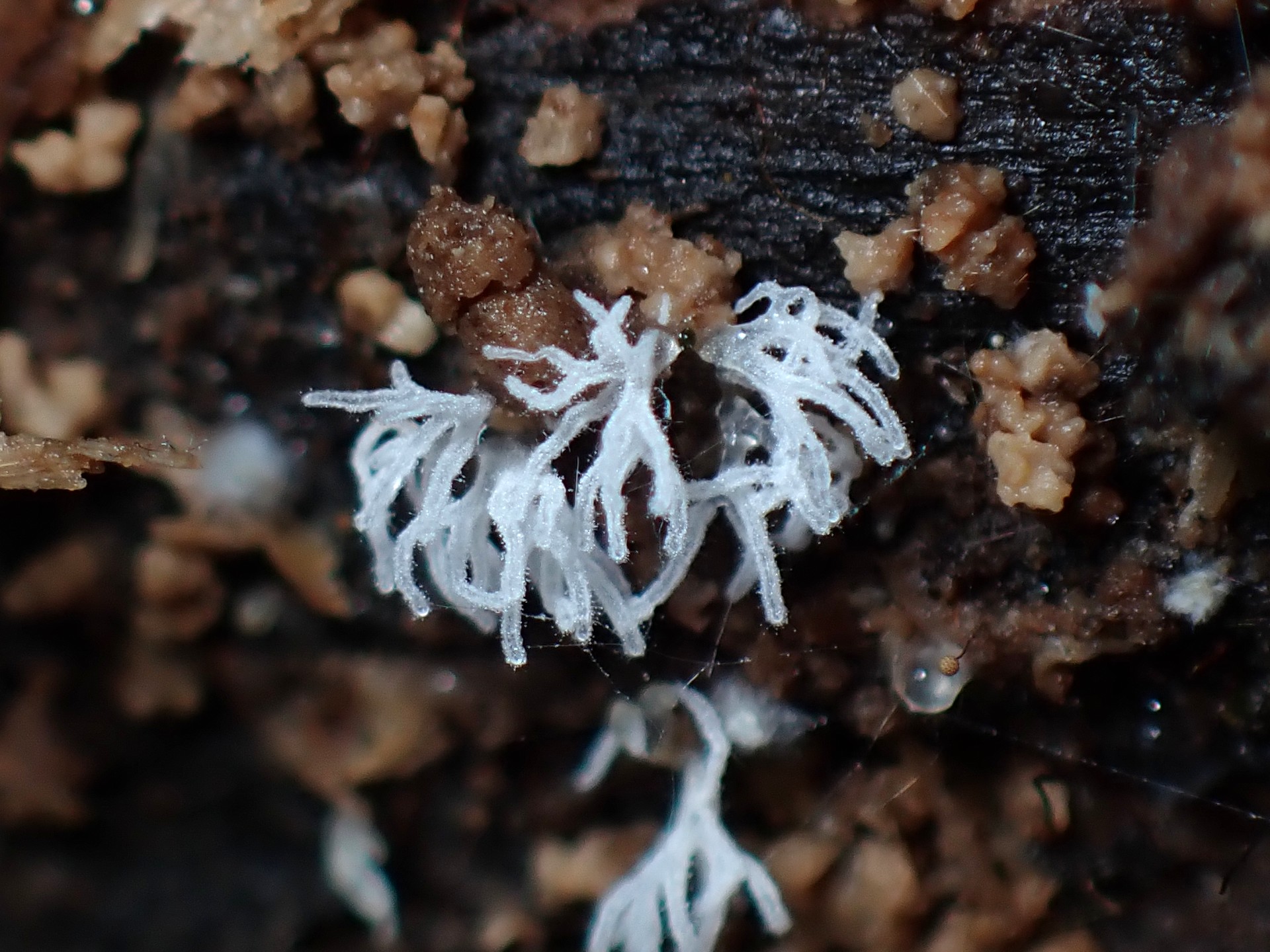 ツノホコリ の高画質写真です。横浜市で、2025年7月3日に撮影したものです。