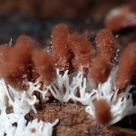 ツノホコリ と ウツボホコリの仲間 の高画質写真です。横浜市で、2025年7月26日に撮影したものです。