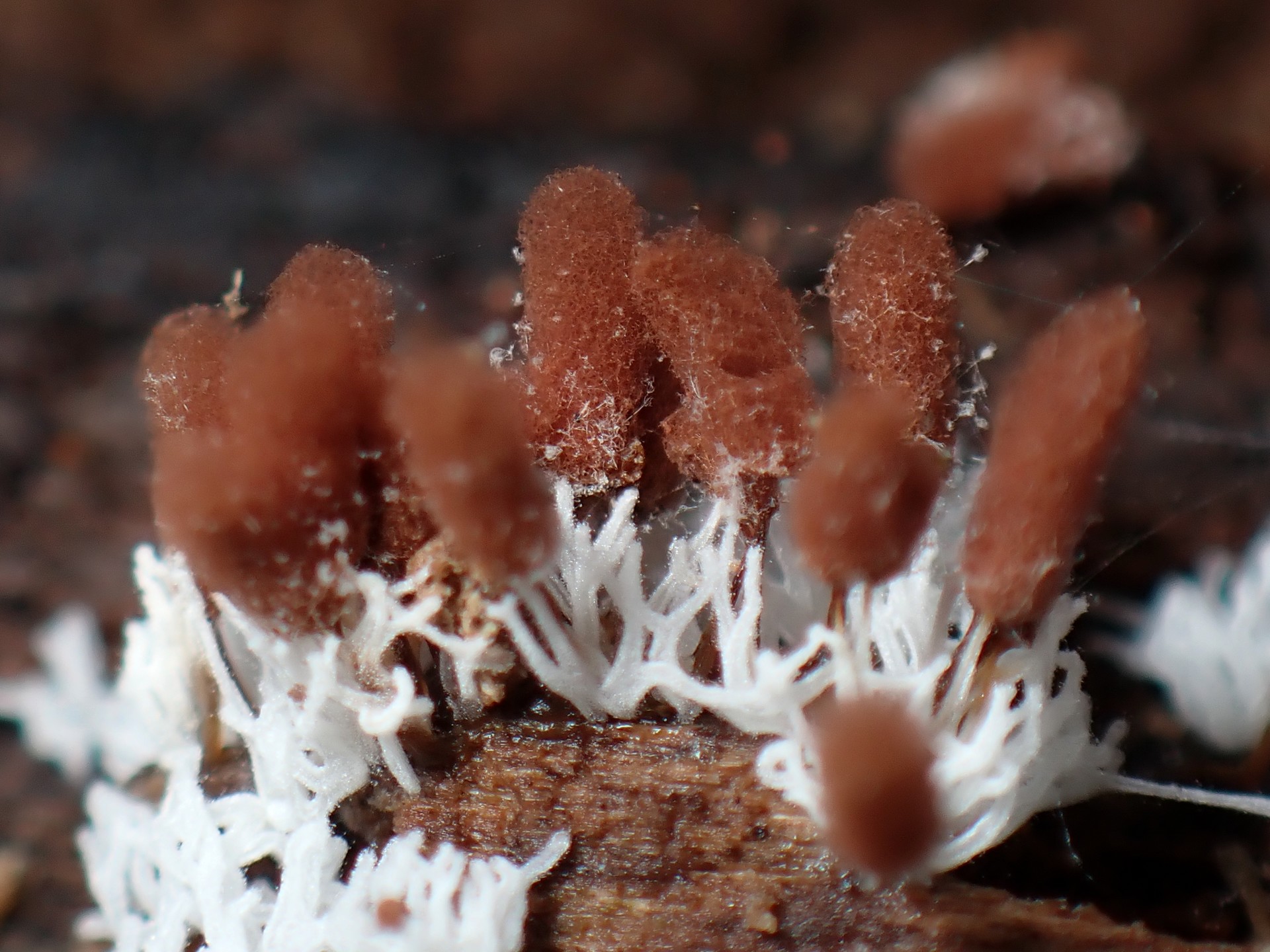 ツノホコリ と ウツボホコリの仲間 の高画質写真です。横浜市で、2025年7月26日に撮影したものです。