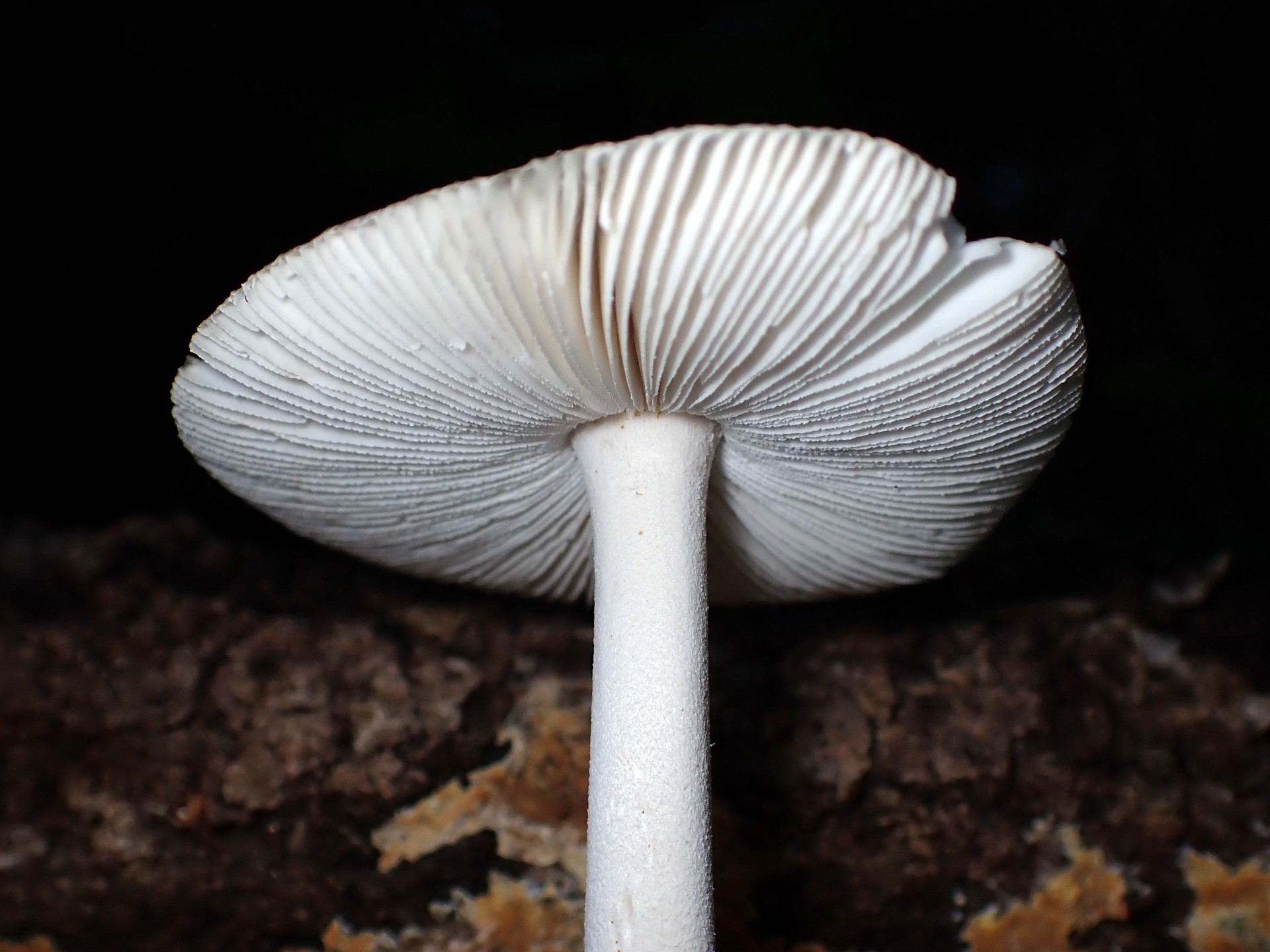 ツルタケ の高画質写真です。横浜市で、2025年7月26日に撮影したものです。