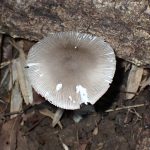 ツルタケ の高画質写真です。横浜市で、2025年7月26日に撮影したものです。